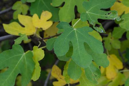 无花果树在秋季与成熟的水果挂无花果桑科 ficeae 特写