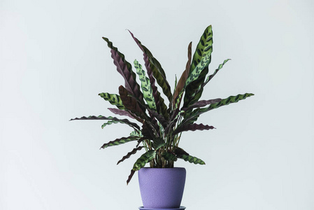 灰色背景下 calathea lancifolia 的研究