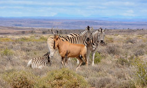 非洲南部大草原上的斑马和红麋羚