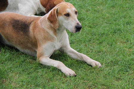 一个漂亮的现代英语猎狐犬猎犬猎犬