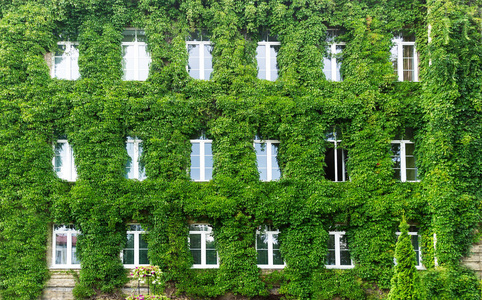 覆盖着绿色常春藤背景的房子。城市生态与绿色生活城市环境观