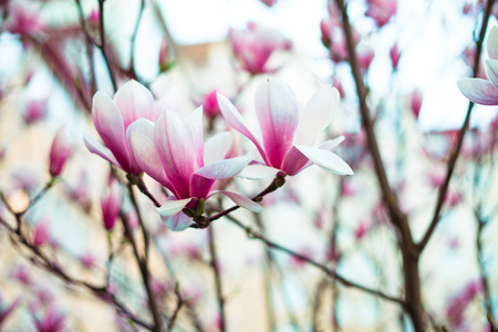 盛开的玉兰花, 特写