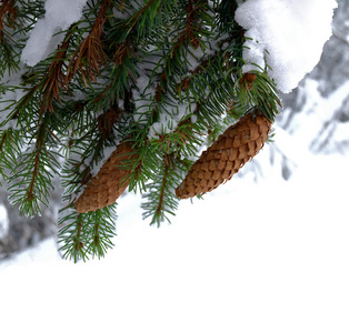 大雪覆盖的冷杉分支与锥体