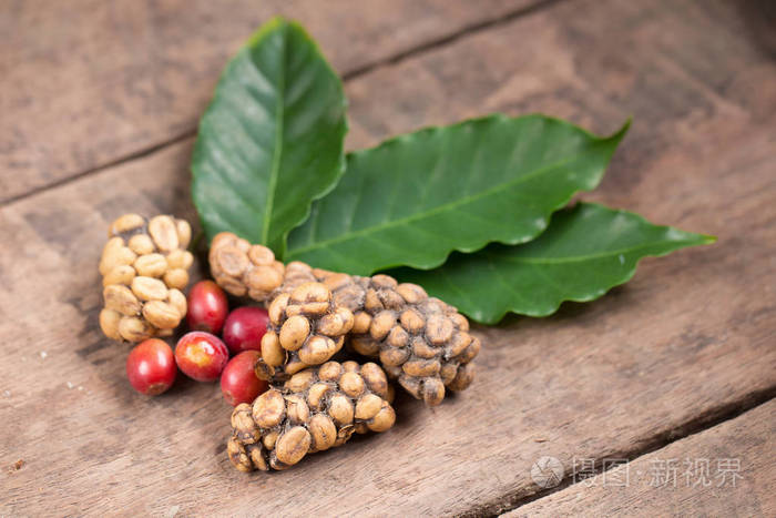 鲁咖啡或果子狸咖啡果子狸排出的咖啡豆