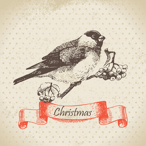 圣诞布尔芬奇和 ashberry。手工绘制的插图