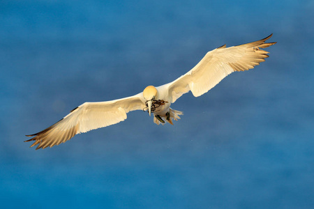 北 gannet, 飞行与筑巢材料在比尔, 以深蓝海水在背景, Helgoland 海岛, 德国。鸟在飞行