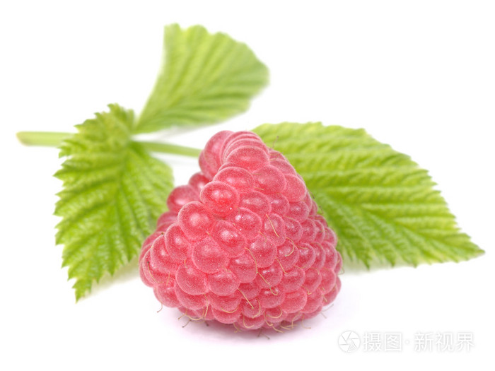 红树莓与孤立在白色背景上的绿色叶照片 正版商用图片05kgrt 摄图新视界 红树莓与孤立在白色背景上的绿色叶照片 正版商用图片05kgrt 摄图新视界