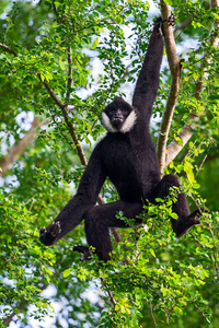 黑长臂猿雄性在树枝上