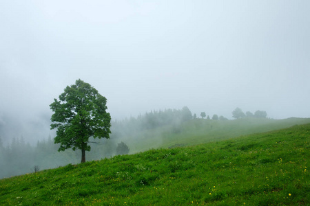 雾中孤树