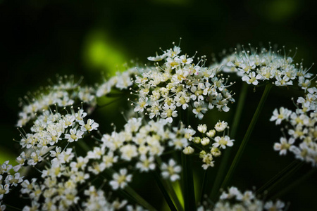 在花园里特写小花白花的照片图片