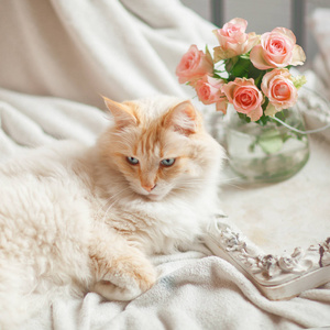 美丽的猫, 蓝色的眼睛躺在床上放松
