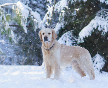 金黄猎犬狗在雪室外在冬天公园