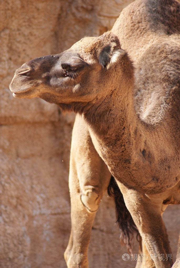单峰骆驼双峰dromedarius