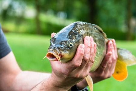 详细的鱼肖像在绿色背景, 也被称为欧洲鲤鱼或鲤鱼照片