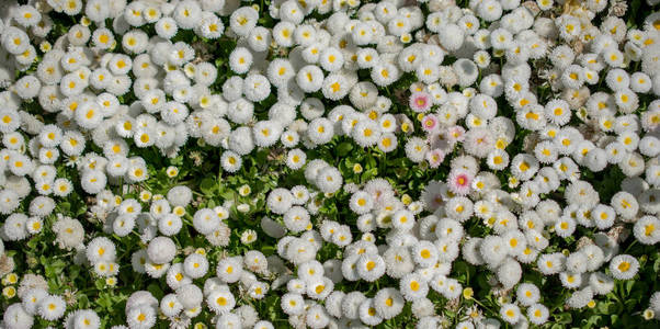 盛开的春天的花朵作为彩色背景图片