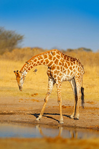 长颈鹿从湖水中喝水, 傍晚橙光, 大动物在自然栖息地的博茨瓦纳, 非洲。蓝色天空的非洲大动物