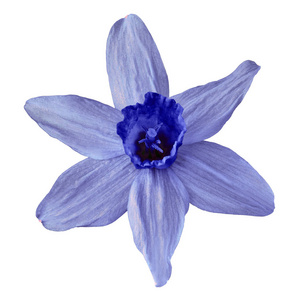 花蓝宝石 (蓝色) 水仙被隔绝在白色背景.花蕾特写.设计元素照片