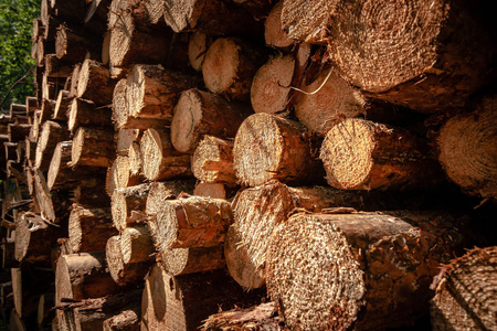原木的背景。年的圆环。柴堆。砍伐森林主题。木材工业。切碎的木头。柴场景