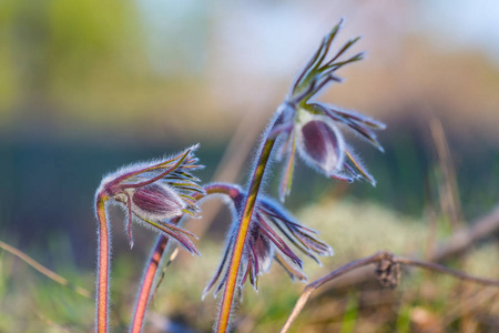 特写草原钟花