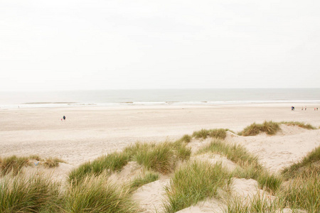 在丹麦的北海海滩。沙丘草