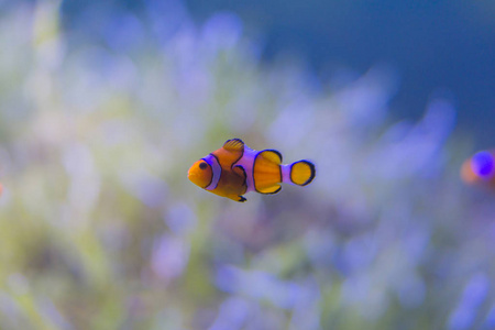 橙色动画片珊瑚鱼在泰国水族馆游泳