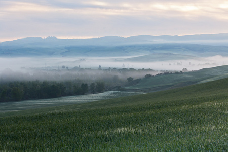 查看农田上的晨雾
