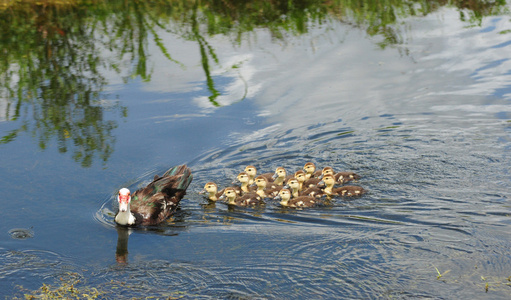 母亲和可爱的鸭子在湖