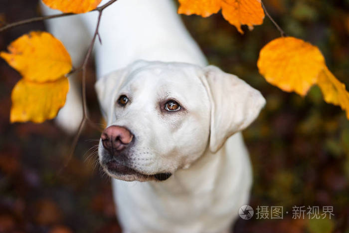 年轻可爱的拉布拉多猎犬犬小狗户外与复制空间