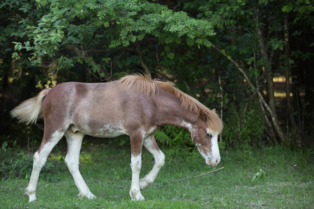 小马驹在夏天的农场里照片