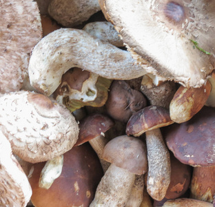 单面黑名或黑色 porcino 或深色 macrolepiota procera 蘑菇食品