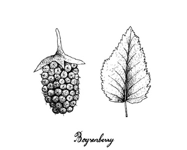 浆果水果, 手绘草图美味新鲜草莓或悬钩子 Ursinus 果与绿色叶子隔绝在白色背景上