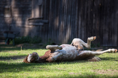 夏天的时候, 滑稽的马驹在地上打滚照片