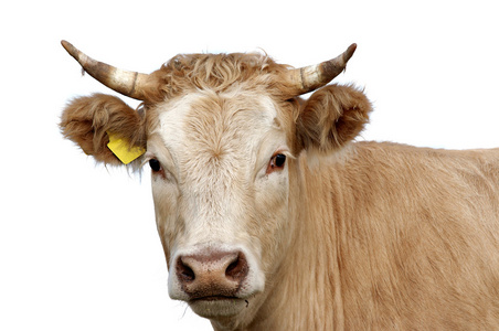 详细信息头牛头的详细信息照片