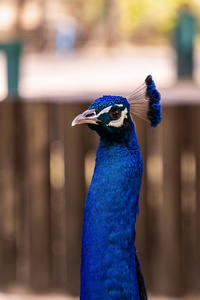 蓝色孔雀关闭在动物园的肖像