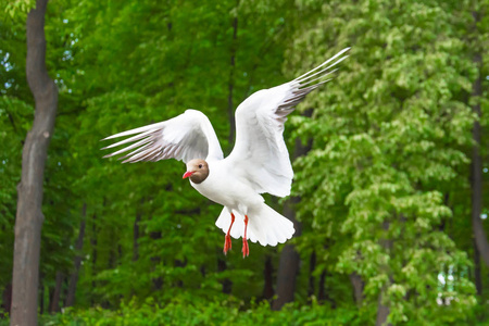 海鸥湖海鸥在空中飞行反对森林公园的绿色树的背景