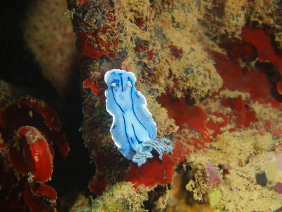 菲律宾吕宋岛，阿尼洛，真正的海蛞蝓惊人的和神秘的海底世界