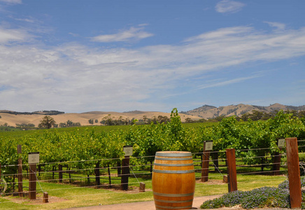 雅各布溪酒厂的绿色葡萄园, 在澳大利亚的巴罗莎山谷, 澳大利亚最主要的酿酒产区之一