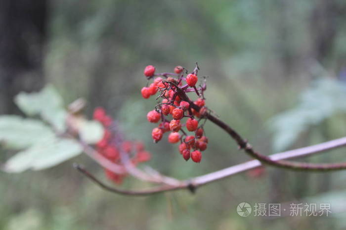 森林林地。树叶, 树叶, 叶子。明亮的, 生动的, 丰富多彩的, 丰富多彩的