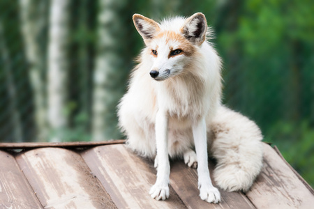 白狐狸图片-白狐狸素材-白狐狸插画-摄图新视界