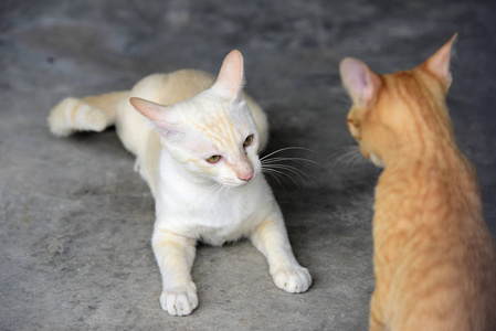 可爱的猫在房子附近走动