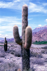 胡胡伊省的仙人掌阿根廷北部。Echinopsis atacamensis cardon 是来自智利阿根廷和玻利维亚的仙人