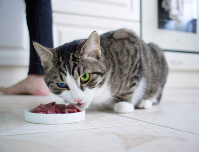 带五彩蓝绿眼睛的家养宠物猫从喂食碗中吃肉餐