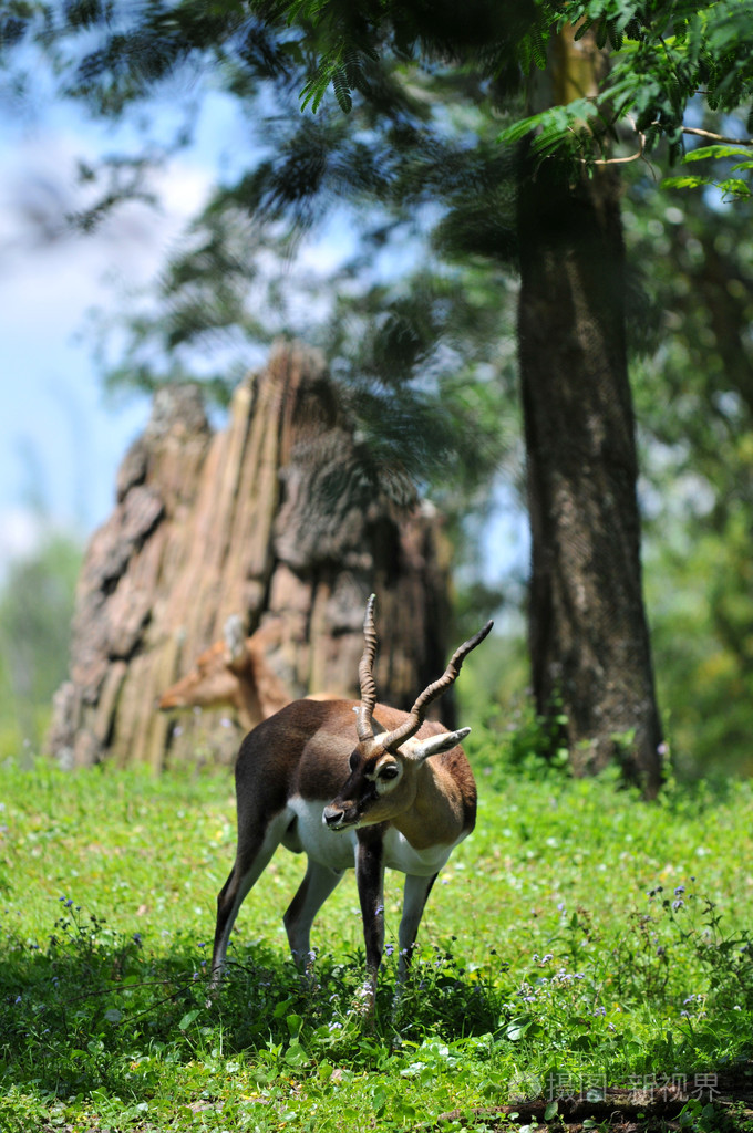 2848*4288px发票合同问题/栖息地动物野生动物查看作者其他作品查看