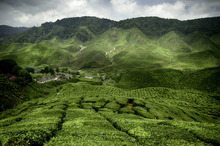 马来西亚金马伦高原的波浪山和绿茶种植园景观