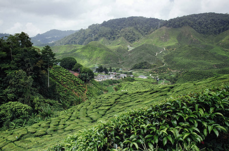 在金马伦高原，马来西亚与绿色自然茶园山附近的美丽景色。图像包含谷物 噪声和由于性质组成的软焦点