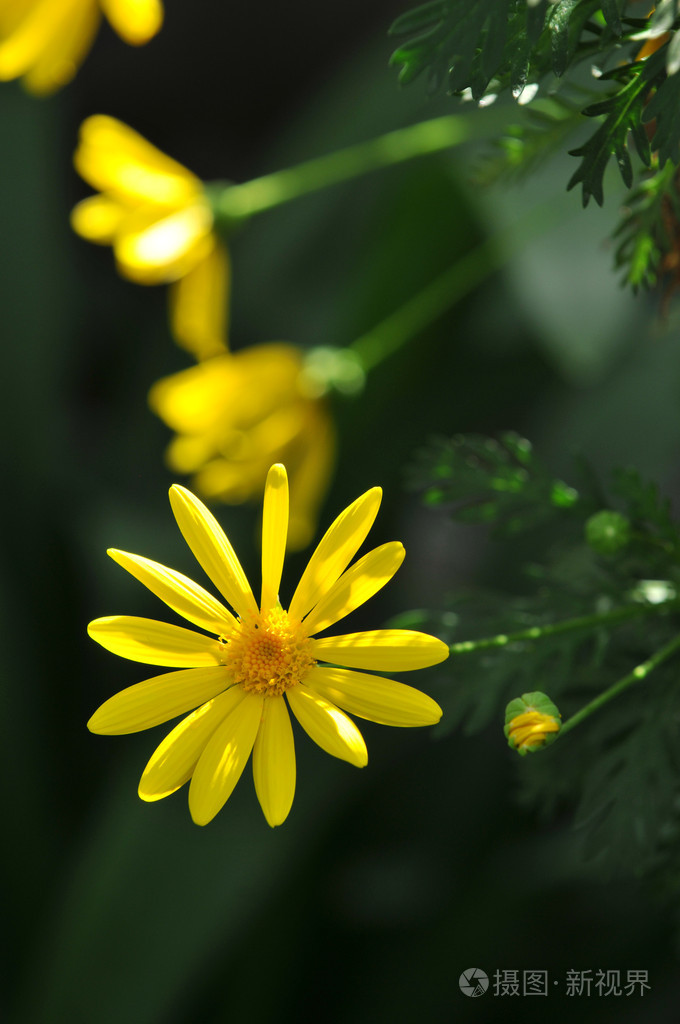 黄色雏菊