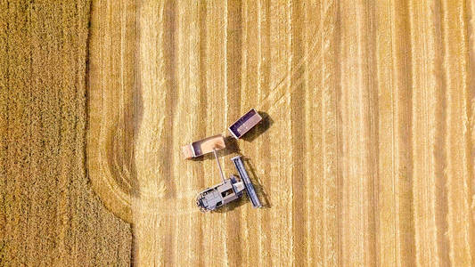 联合收割机收割小麦在田间。用拖车装载卡车