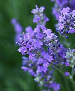 花紫薰衣草与蜜蜂