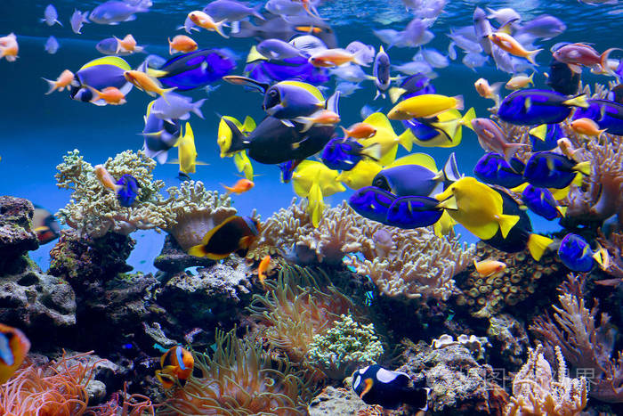 鱼缸水族馆与鱼将高兴您与它的令人难忘的水下世界的美丽