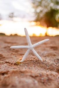 在沙滩上的美丽海星